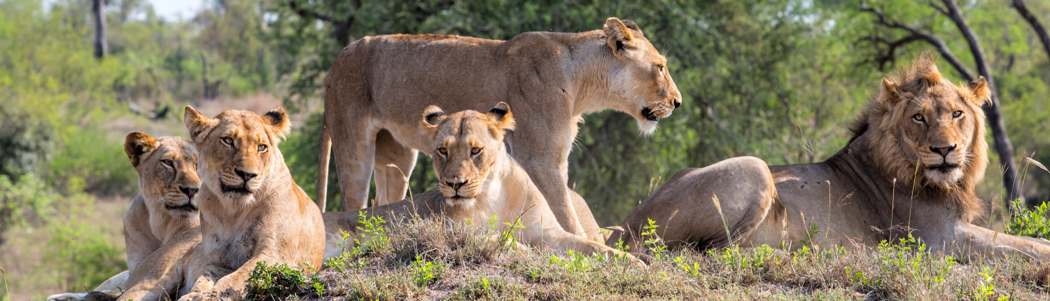Lion family coming from Kruger into Sabi Sands Game Reserve and resting on a small hill at a watherhole in South Africa